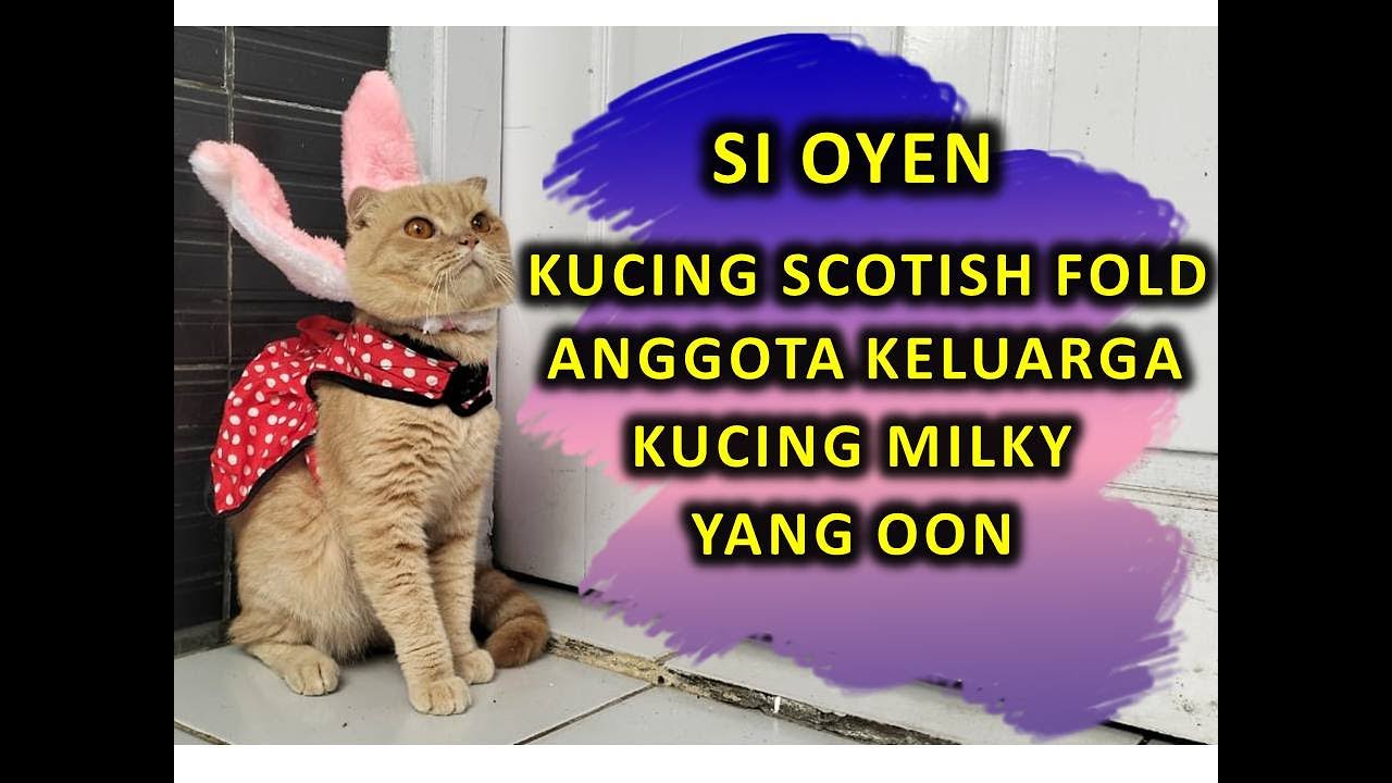 SI OYEN KUCING SCOTISH FOLD KELUARGA KUCING MILKY YANG OON