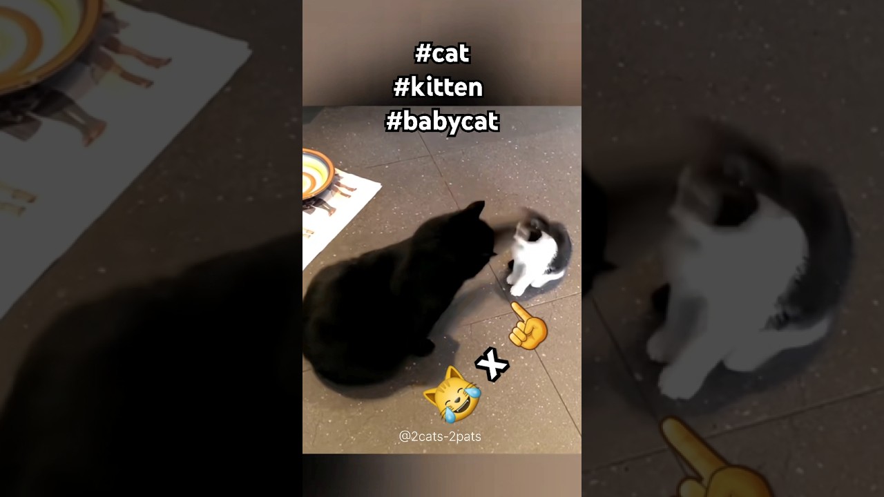 Cat vs Baby Cat #cat #kitten #2cats