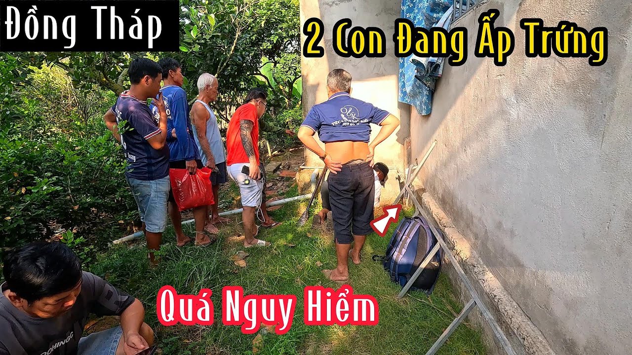 Đồng Tháp : Cặp Rắn Cực Độc Đang Ấp Trứng Quá Nguy Hiểm : Mười Thương SB