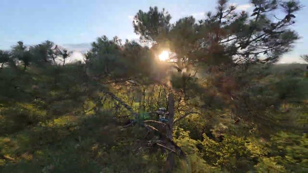 Palombi&egrave;re  cabane de chasse