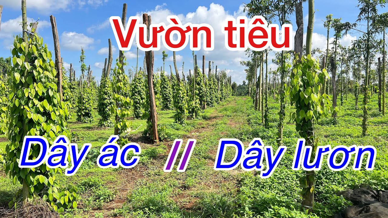 So sánh vườn tiêu trồng dây ác với dây lươn