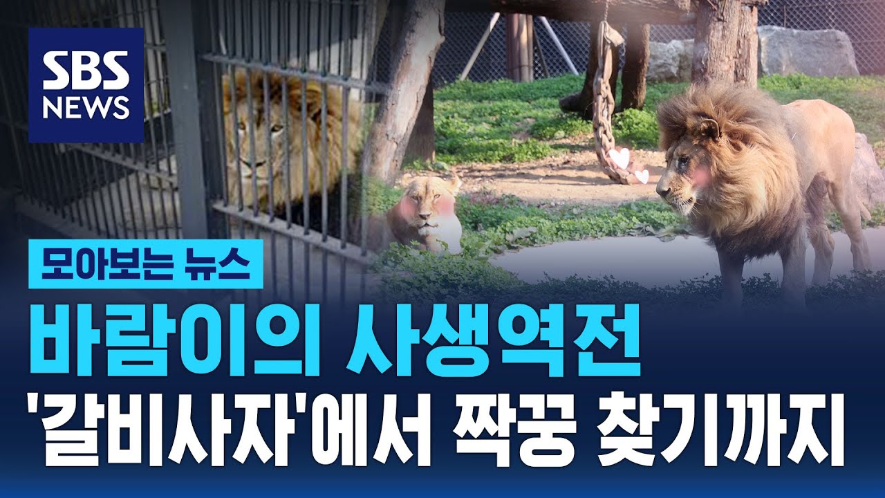 갈비사자 '바람이'도 다른 동물들도 괴롭지 않고 행복하길 / SBS / 모아보는 뉴스