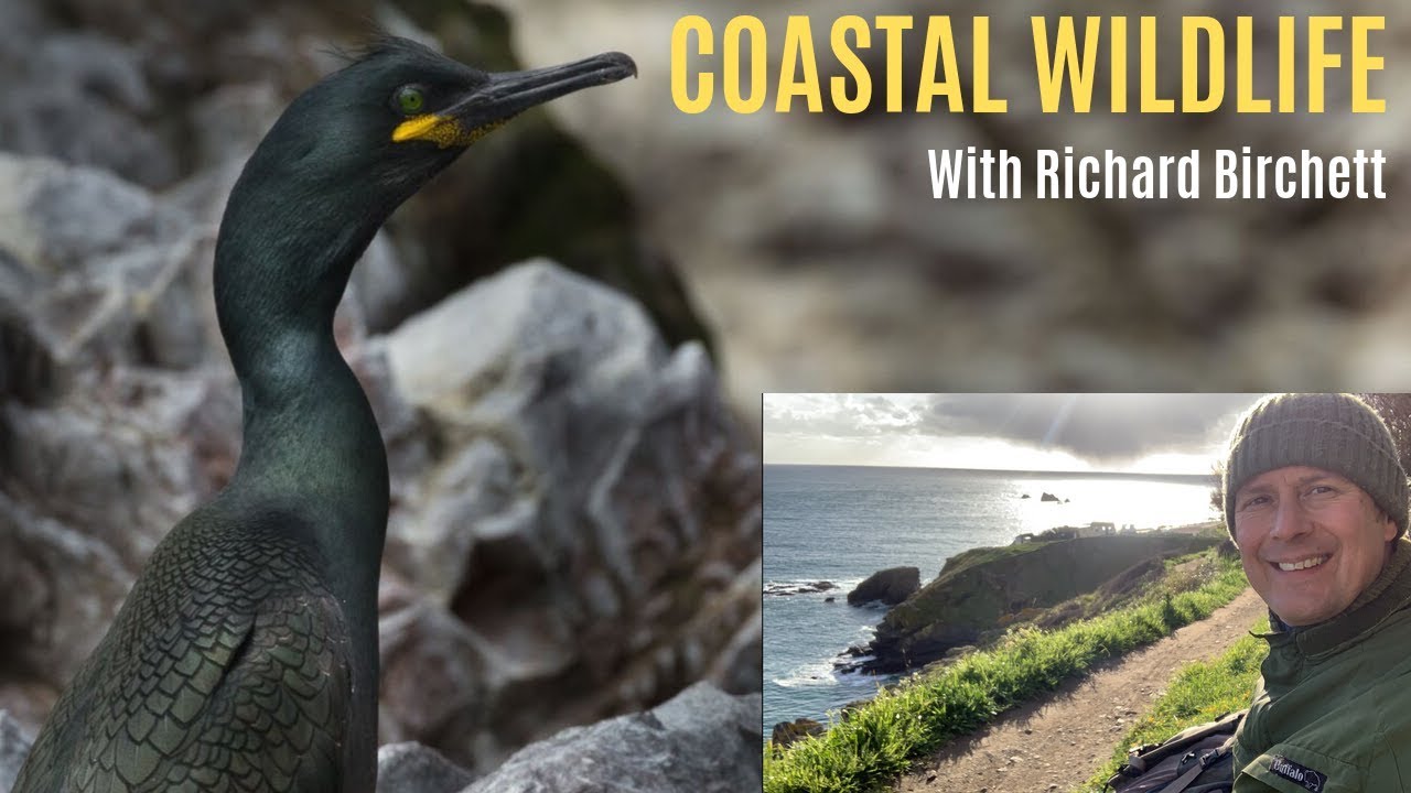 BIRD PHOTOGRAPHY | Coastal Sea & Shore | The Lizard, Cornwall UK