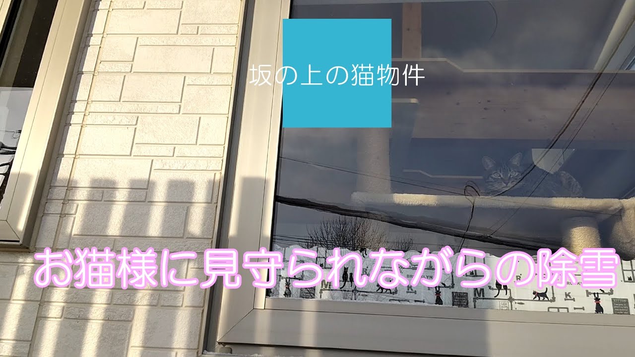 【40代独身の12坪 平屋生活】お猫様に見守られながらの除雪作業