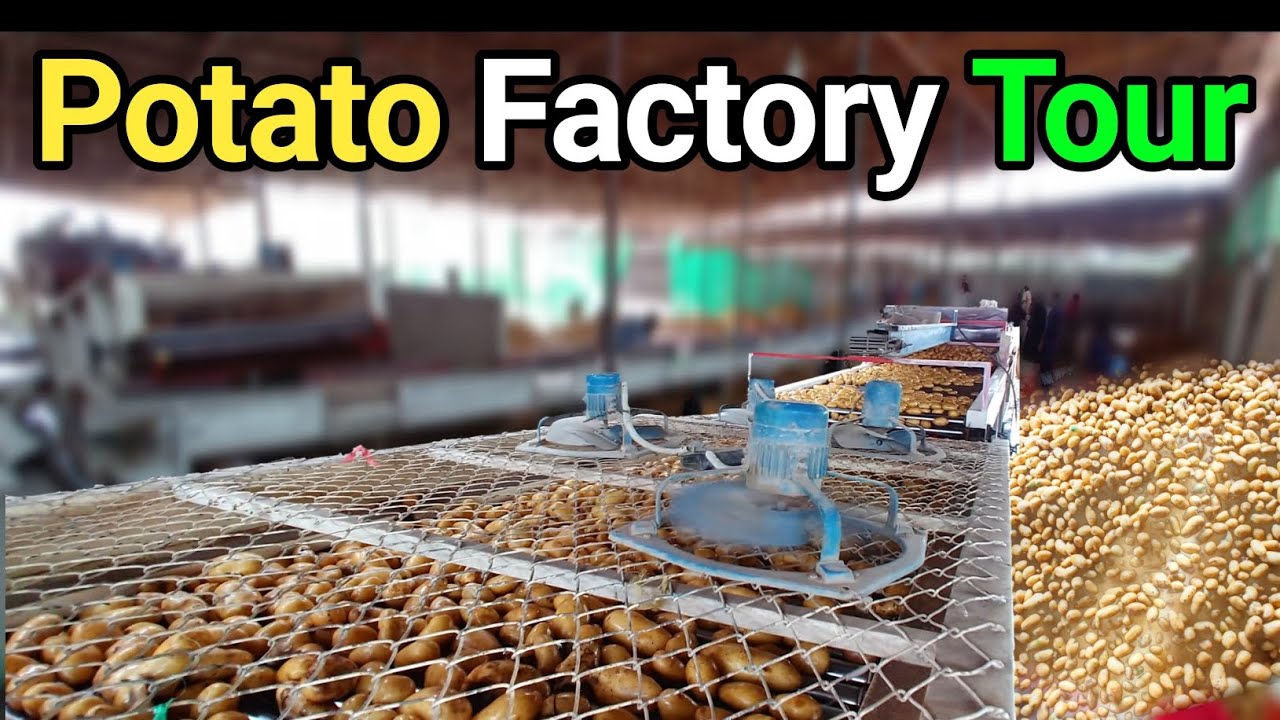 Exploring a Potato Factory: Modern Machines in Action! | Potato Export Factory  | &lrm;@InfoManiaTV