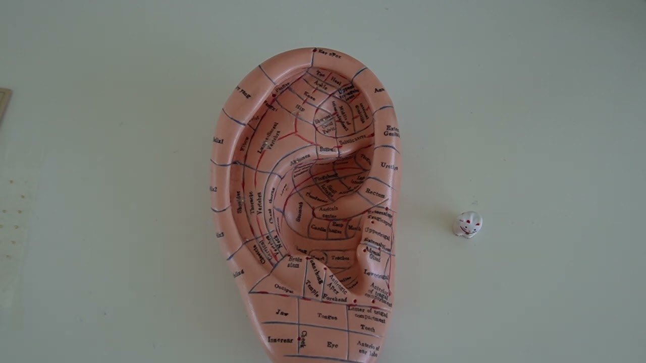 how to use earseeds for pain digestion relaxation and sleep