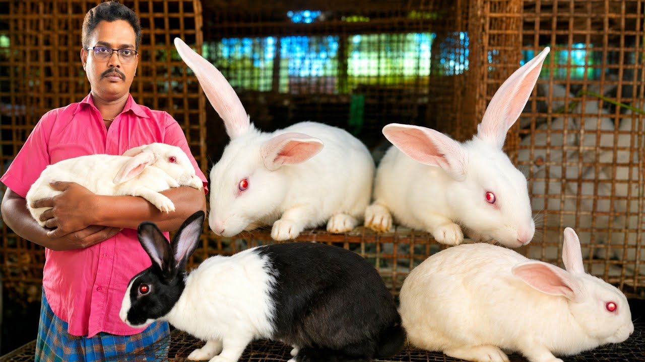 Muyal Valarpu in Tamil | Rabbit Farming Complete Guide | Cage | Food | Guide | முயல் | Siva Arun Tv