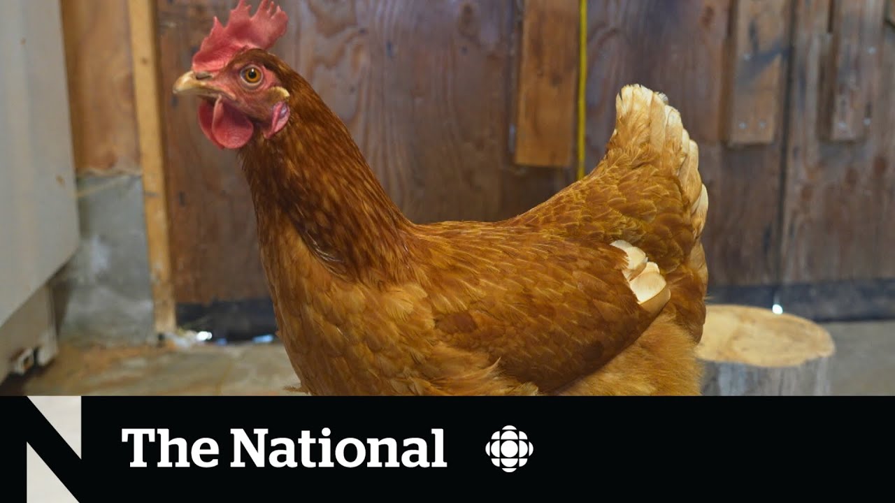 #TheMoment 'the world's smartest chicken' was discovered in Canada