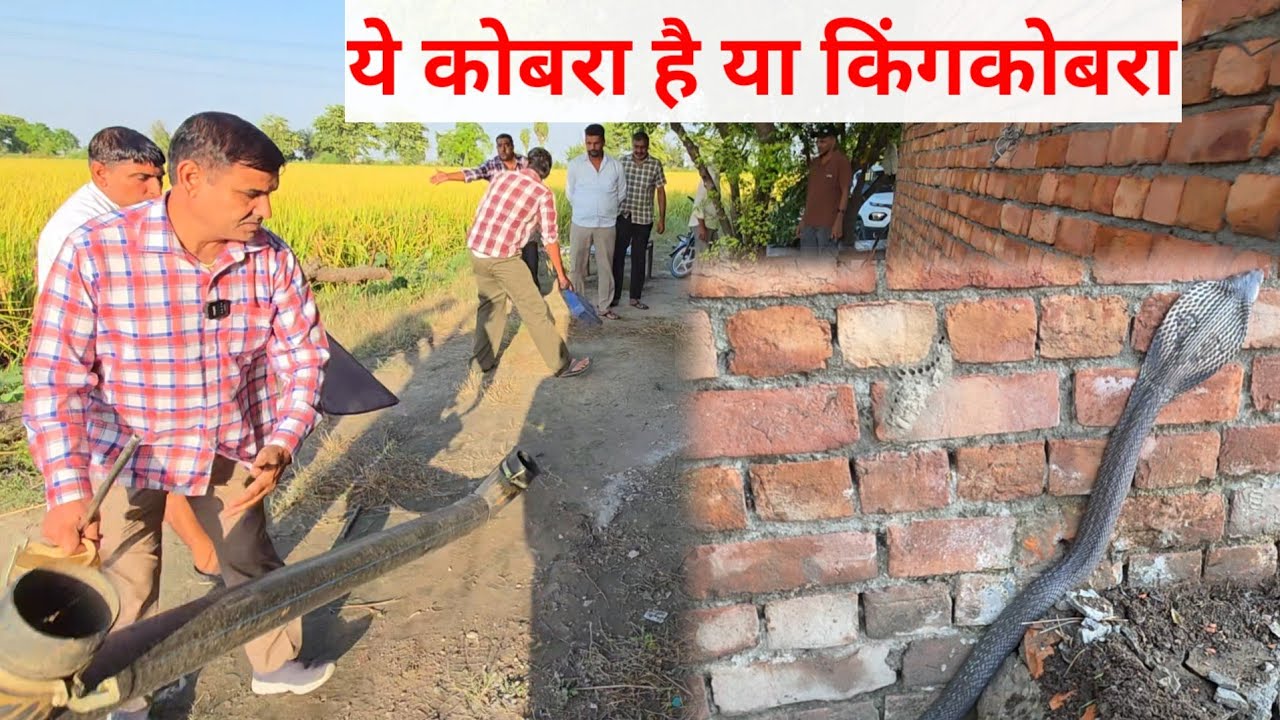 किसान समझ नही पाये इतना बडा सांप कोबरा है या किंगकोबरा ///स्नेकमैन सतीश (फफडाना)-9255130130
