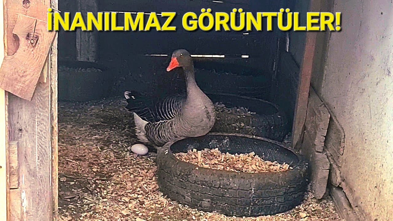 ÇİFTLİKTE TAM 2 GÜN! BU VİDEO HAYATA BAKIŞINI DEĞİŞTİRECEK? #kümeshayvanları #çiftlikhayatı