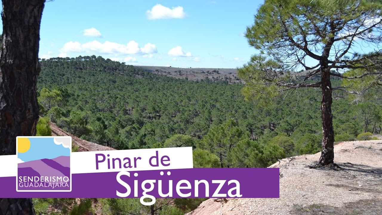 #senderismo CRGU (XVIII): El Pinar de Sigüenza - Caminos y Rincones de Guadalajara