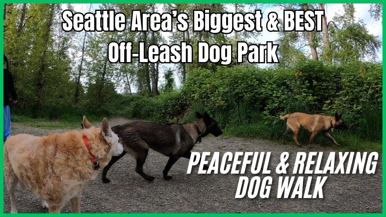 *NO MUSIC* Marymoor Park! A Quiet Day at Seattle's BIGGEST & BEST Off-Leash Dog Park