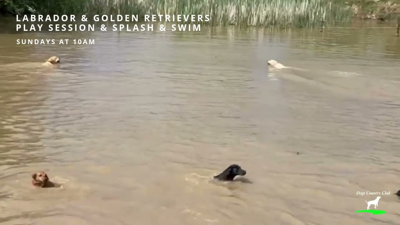 Labrador & Golden Retriever Play Date & Swim Party at Dogs Country Club!