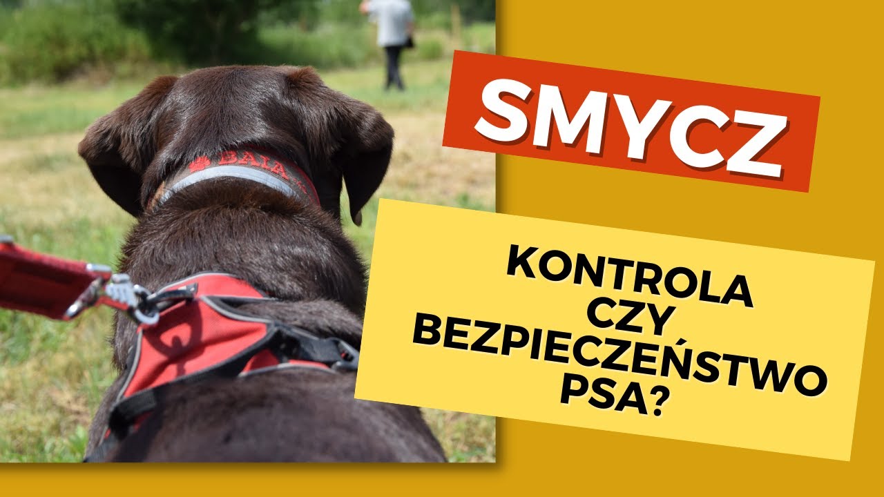 Jak SKUTECZNIE rozwiązać problemy z psem na smyczy❓  Odradzamy flexi! Dowiedz się dlaczego...