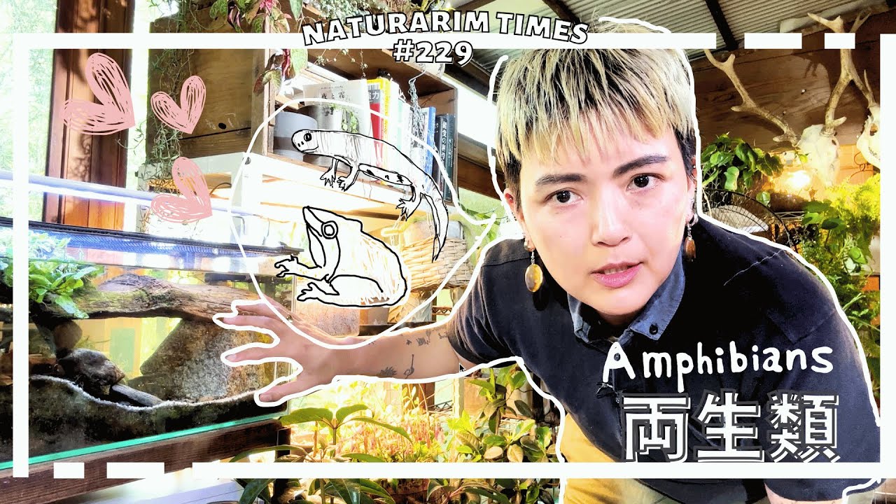 【#両生類 】アカハライモリ🦎とカエル🐸がかわい過ぎる件　｜@NATURARIUM TIMES