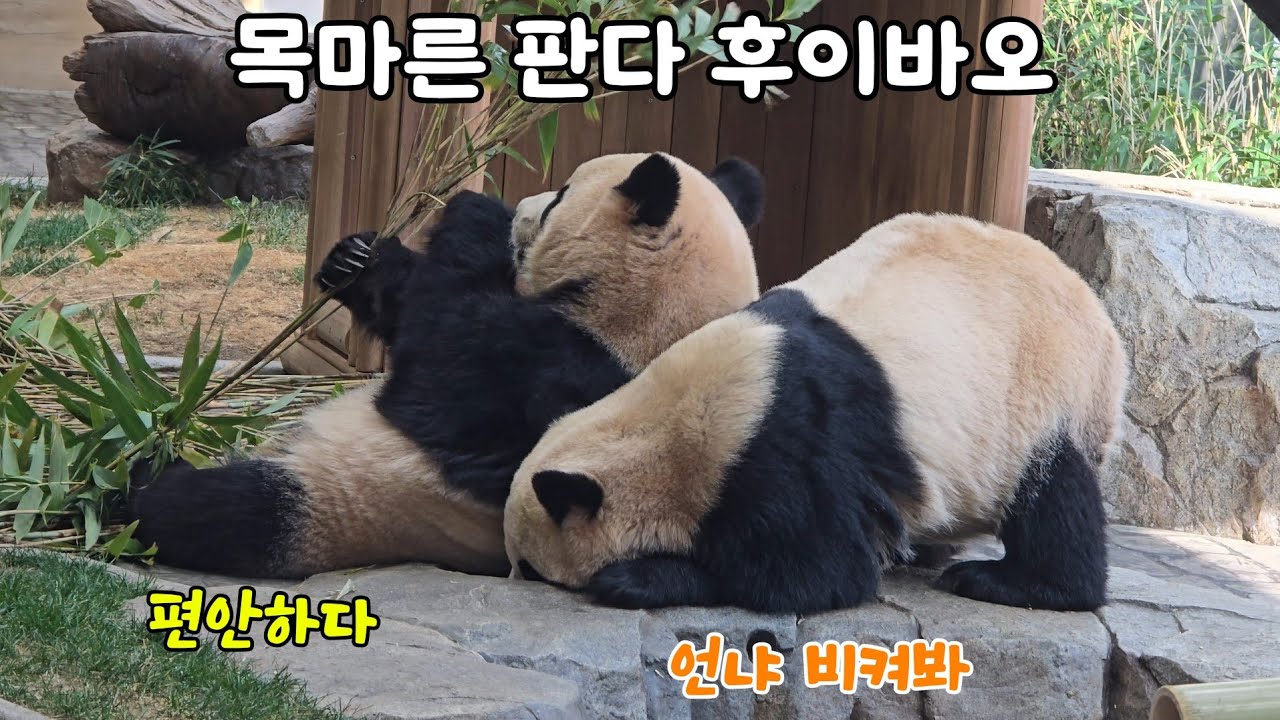 [ep.773]물마시러 온 후이에게 등을 기대보는 루이☺️ 26.02.15