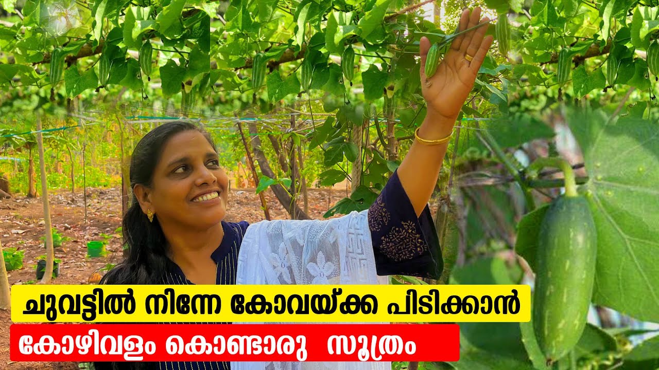 ചുവട്ടിൽ നിന്നേ കോവയ്ക്ക പിടിക്കാൻ കോഴിവളം കൊണ്ടാരു സൂത്രം | Mini's LifeStyle
