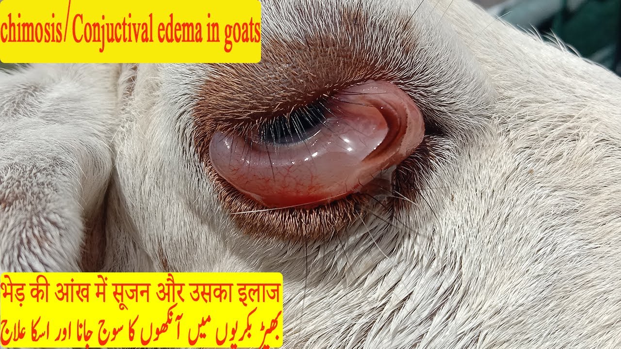 Conjuctival Edema/Chimosis in Goats| Eye Diseases in Goats بھیڑ بکریوں میں آنکھوں کا سوج جانا