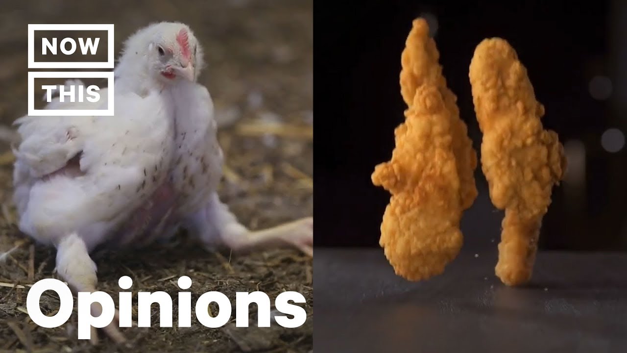 Как McDonald's продолжает использовать курицу, подвергшуюся жестокому обращению | Мнения | NowThis