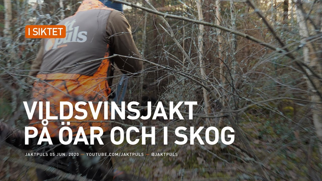 Vildsvinsjakt på öar och i skog
