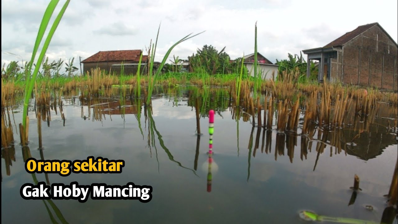 Pantas Saja Ikanya Ganas Dan Besar Besar