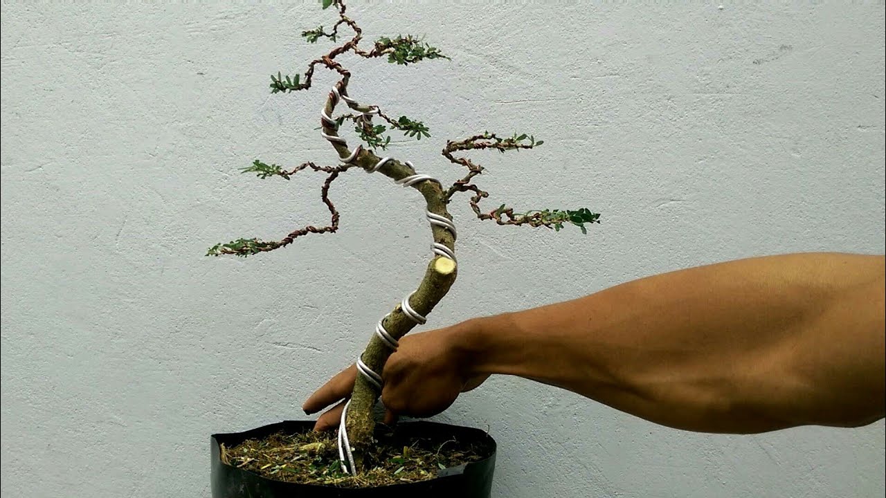 Uốn tạo dáng cho cây bonsai mini 86 , đơn giãn ,dễ làm