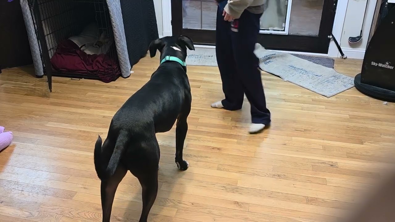 Prince Training