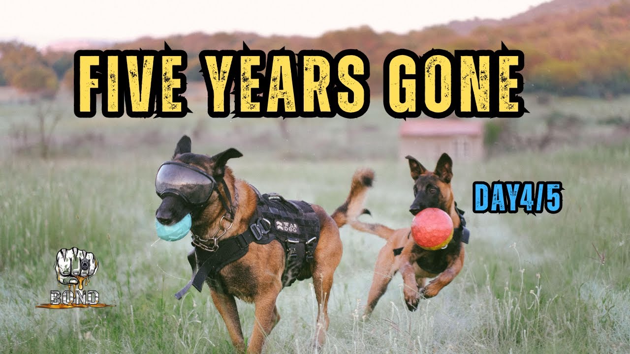1% of Dogs Do This When Instinct Takes Over | Paw Bond Adventures”