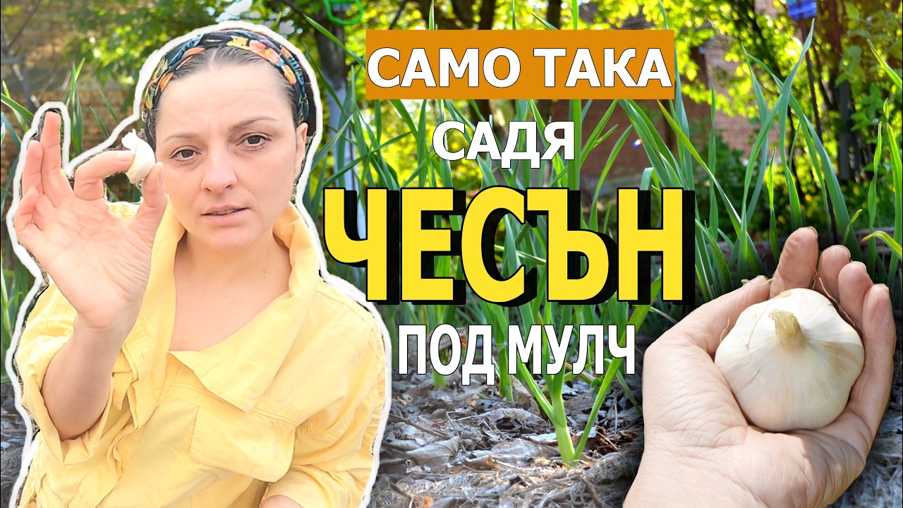 Стъпка по стъпка, предзимно засаждане на чесън по технологията 