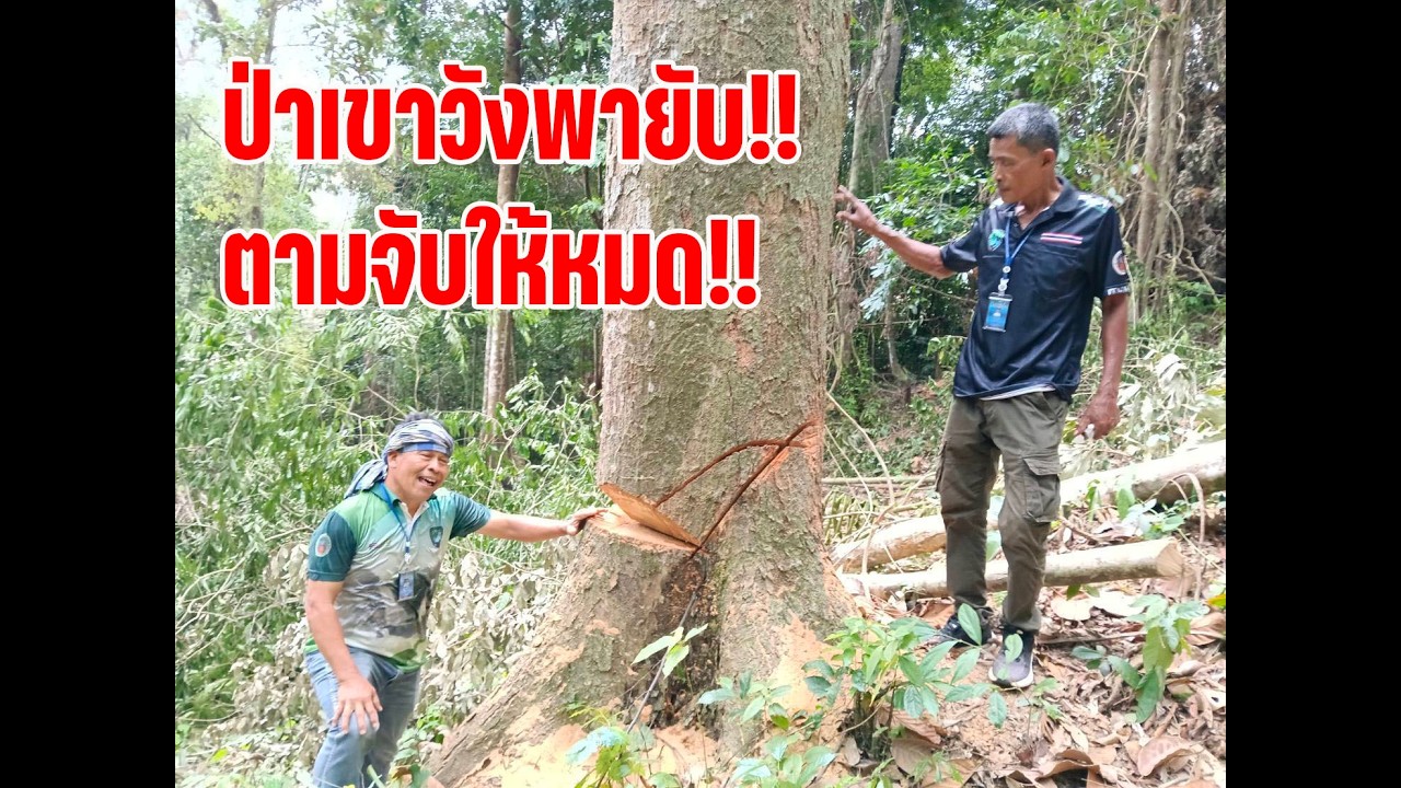 #หาดใหญ่#ป่าเขาวังพายับ!!ตามจับให้หมด