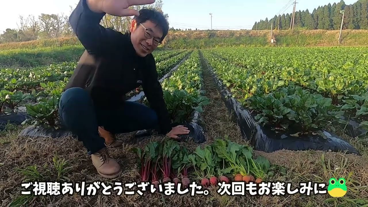 【栽培のコツ】ブリーダー解説！ビーツの理想的な栽培環境【ソーレ/ルナ/ゴルゴ】