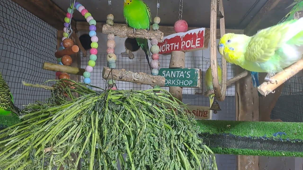 “This parrot just stole the show! 🔥🦜 #ForYou #Viral”