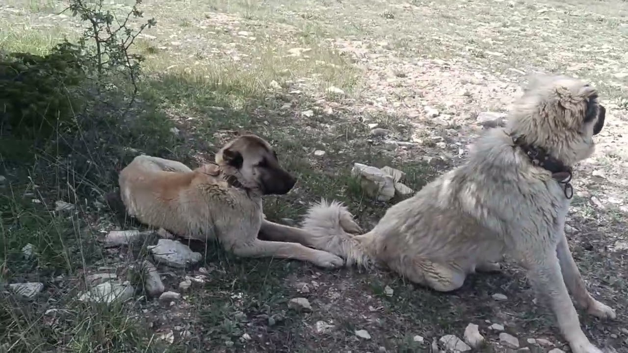 Sürü köpekleri geldi #anime #kangal #keşfet #yavruhayvanlar #keşfet