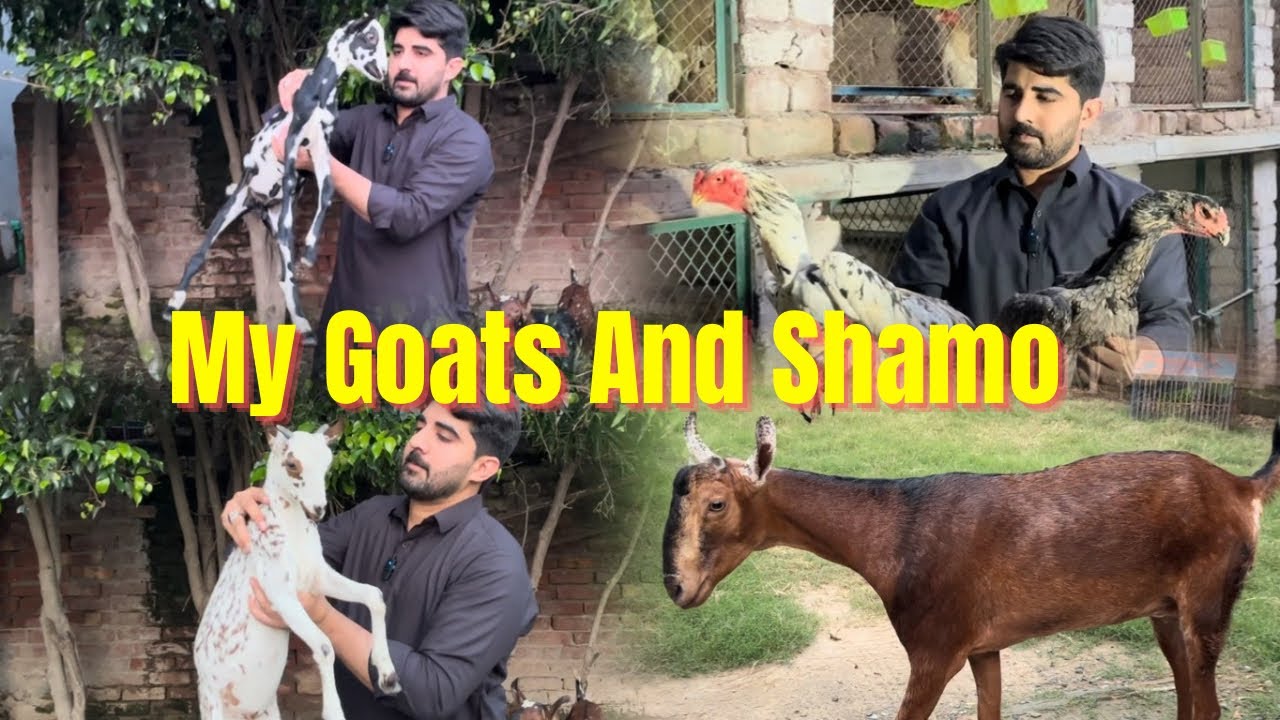 Goats in My Farm | New Shamo Breeding Pair 🐓
