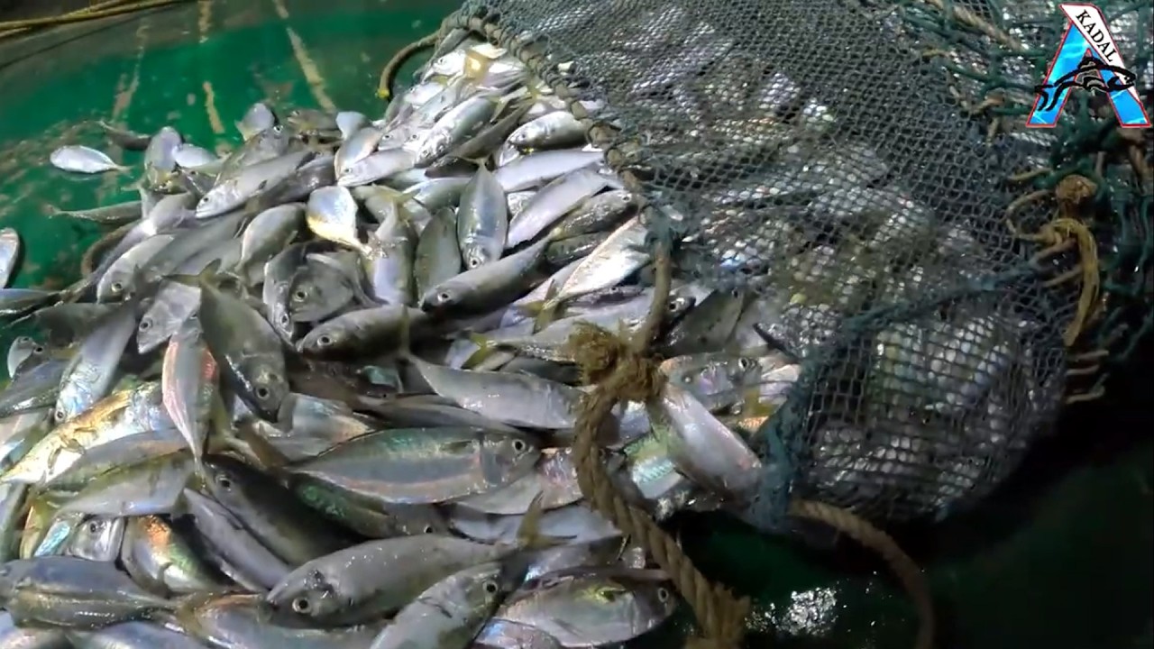 Ultimate Fishing Haul – Net Loaded with Silver Fish | Mega Fish Harvest Packed Net Moment | #KadalTV