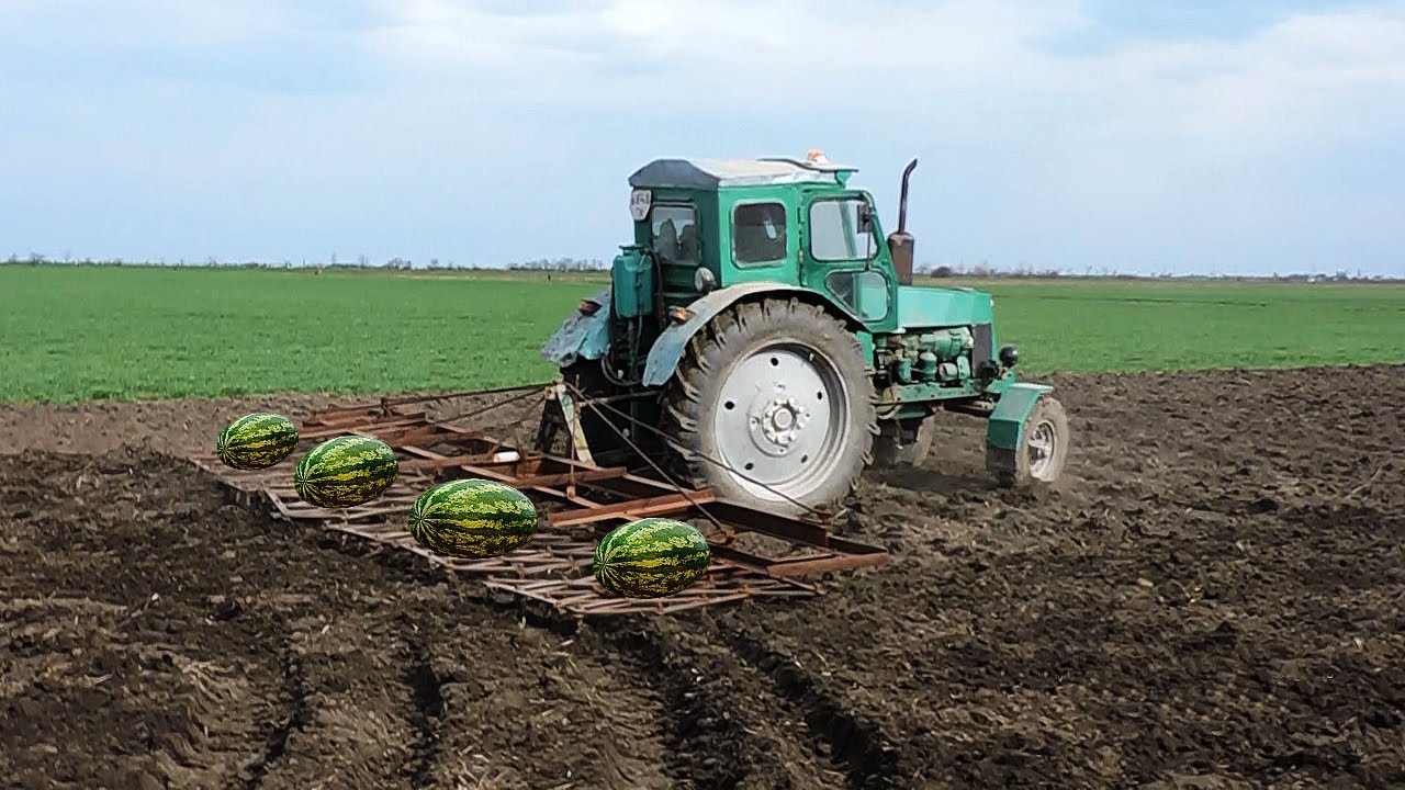 🍉Боронование почвы под Арбузы и Дыни трактором Т-40