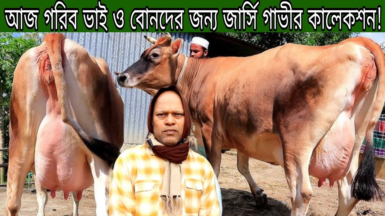 মাত্র ১৪০ হাজারে ১২লিঃ ও ১৫৫ হাজারে ১৬লিঃ দুধের গাভী। বাচ্চা সহ জার্সি গাভী শুধুমাত্র গরিব মানুষদের!
