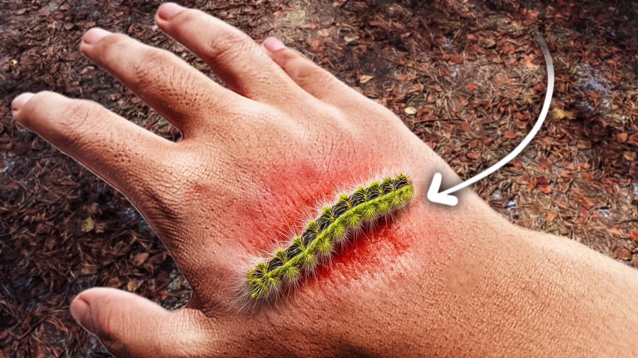What Are All These Caterpillars in Houston?!