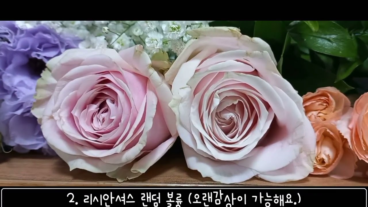 부여메리골드 목요일 생화