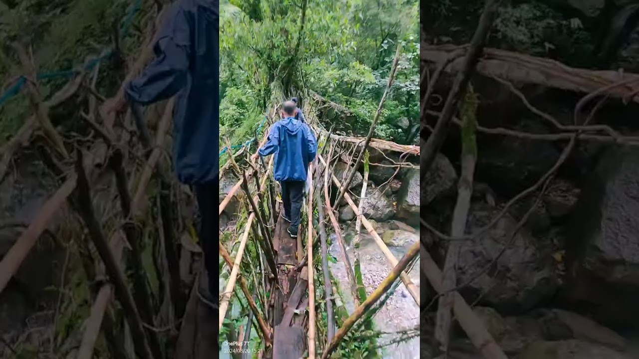 single root bridge