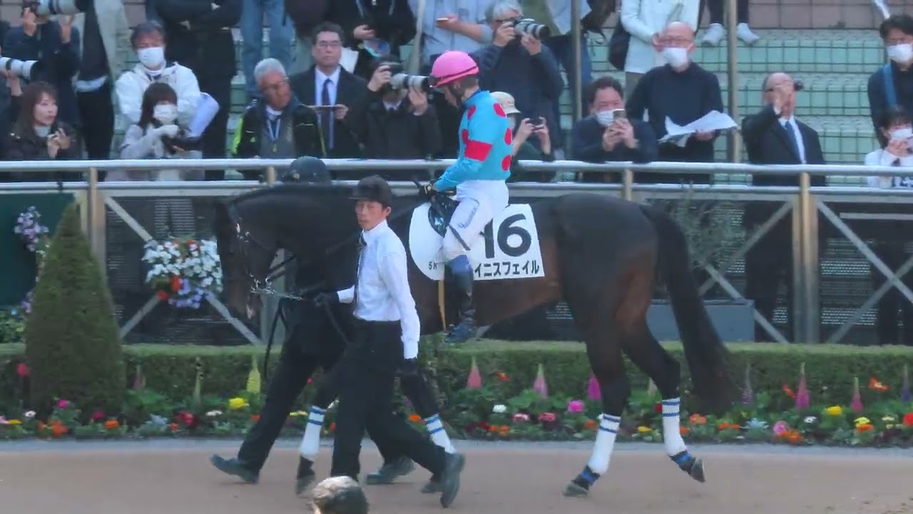 2026年2月28日 中山5R 3歳未勝利 パドック最終周回 イニスフェイル