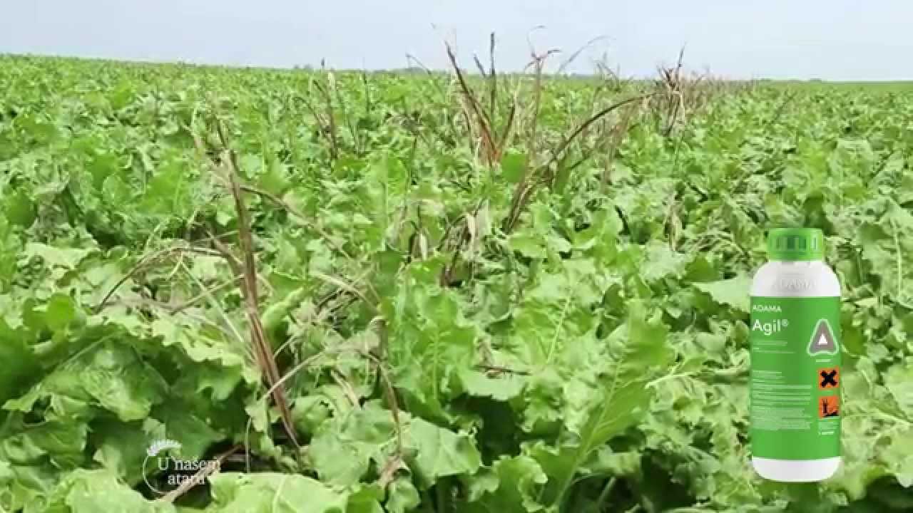 Kako suzbiti sirak u soji, i ocistiti njivu za kukuruz, Adama   U nasem ataru 587