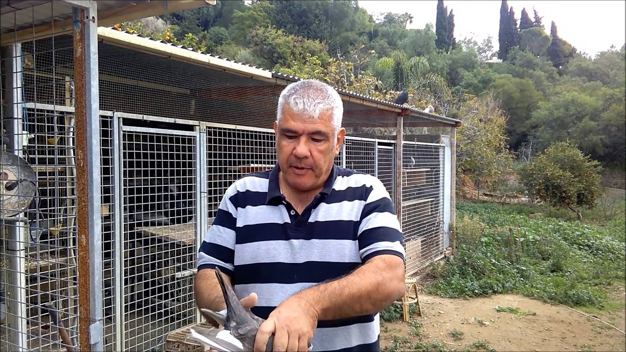 Desembuche video
