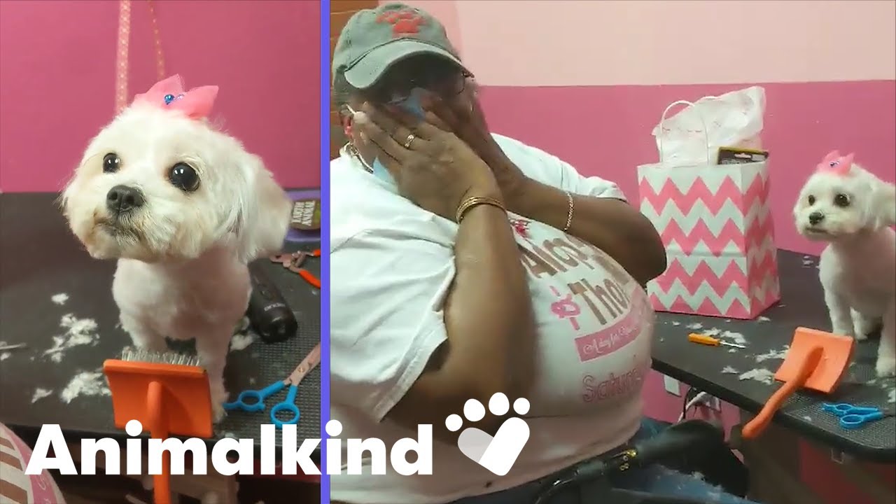 Dog groomer tricked into working on her new puppy | Animalkind