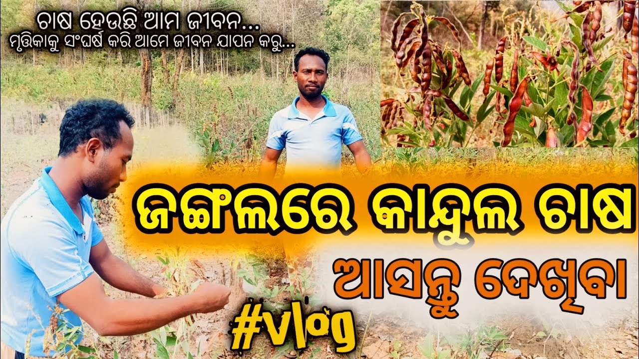 ଜଙ୍ଗଲରେ କାନ୍ଦୁଲ ଚାଷ ||ଆସନ୍ତୁ ଦେଖିବା 😍😍😍
