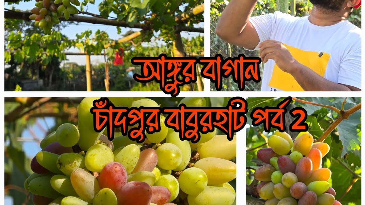 আঙ্গুর বাগান চাঁদপুর বাবুরহাট পর্ব 2
