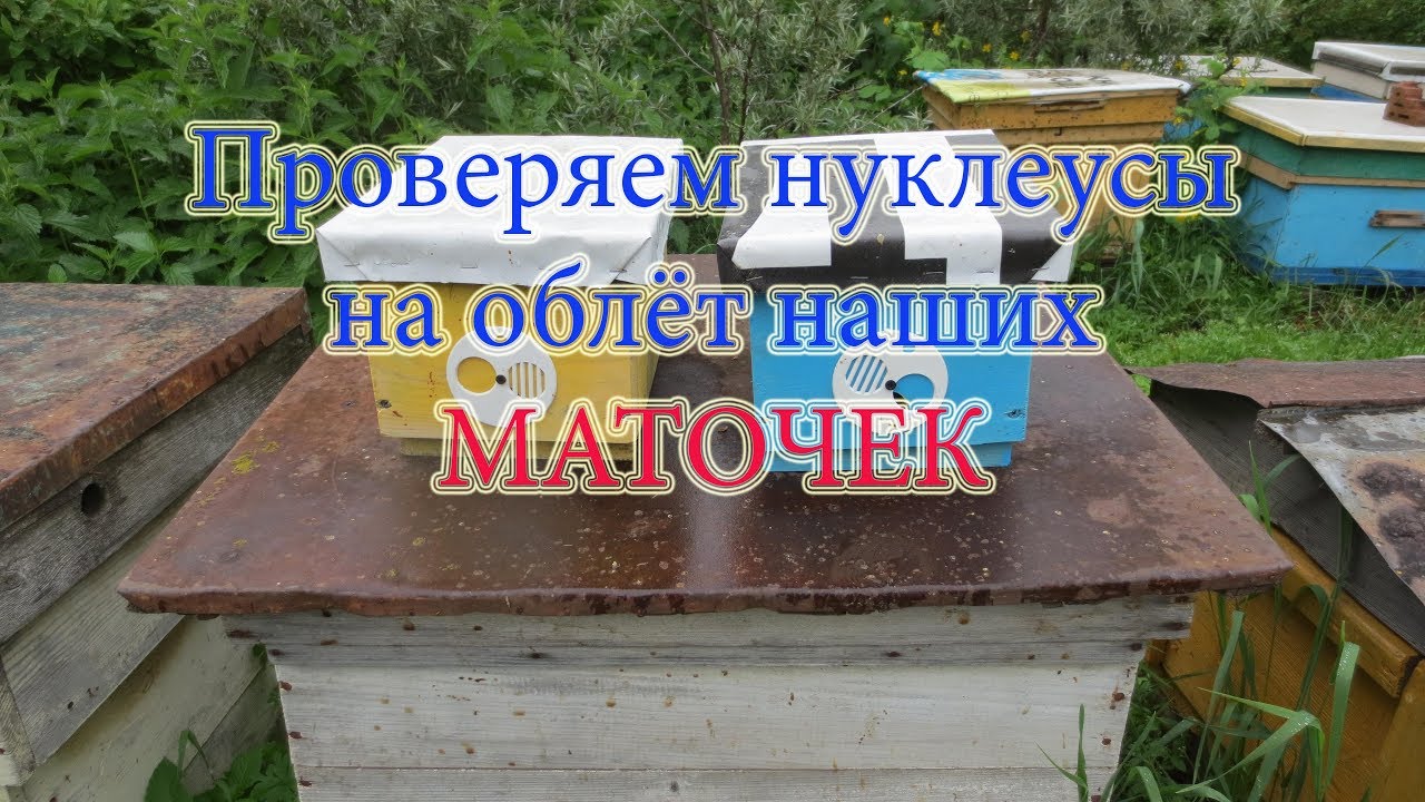 ПРОВЕРКА НУКЛЕУСОВ НА ОБЛЁТ МАТОК и КАКОВ РЕЗУЛЬТАТ. Beekeeping.🔥🔥🔥