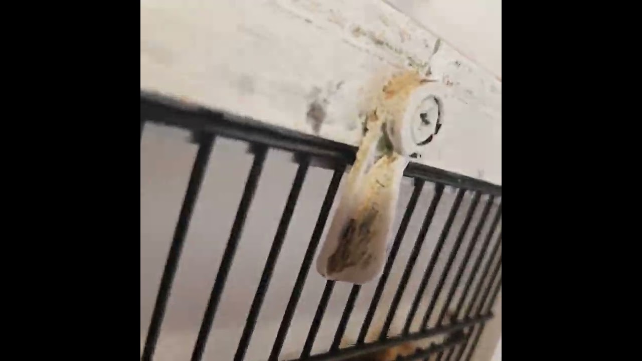 helping birds through winter .goldfinch canary dimorphic cage seed mating sexing goldie eggs nesting