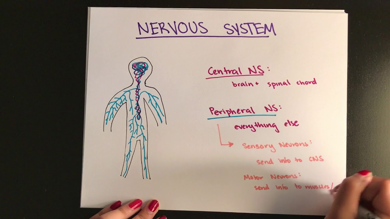 SAT Biology: Nervous System & Endocrine System