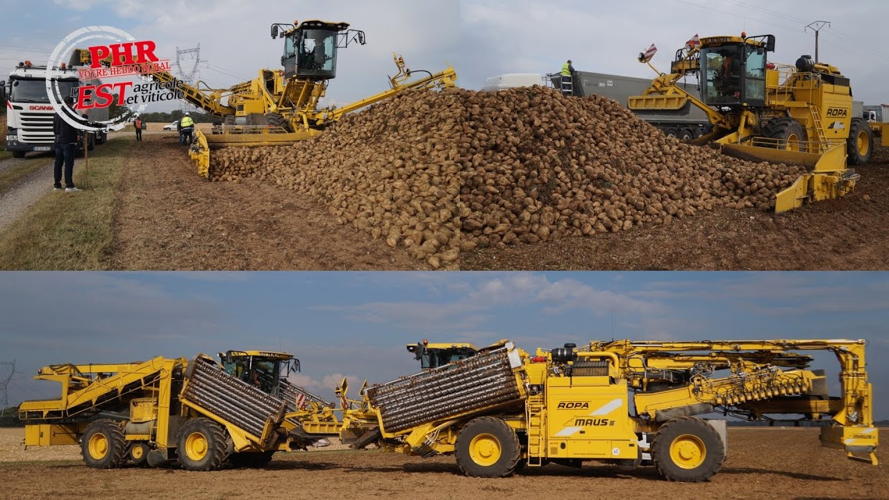Ropa Maus 3 VS Ropa Maus 5